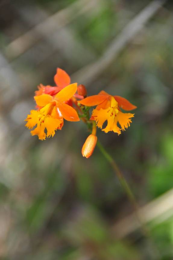 belíssimas flores crescem nos terrenos formados por lava vulcânica, no Parque Nacional Arenal, na Costa Rica